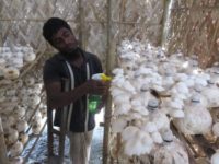 Akram nursing his mushrooms